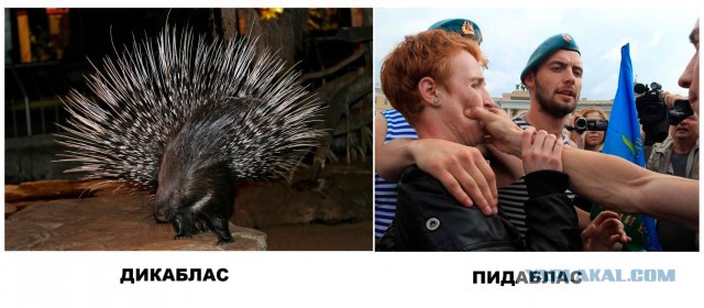 Проучили за прилип к Скорой