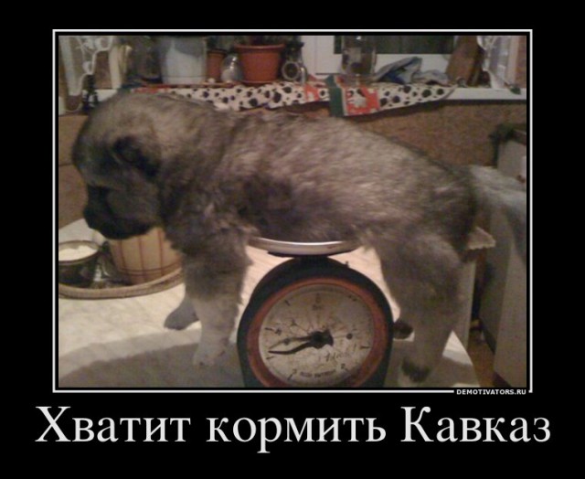 Кавказская Овчарка