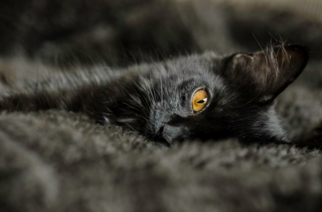 Котовторник 04.11.2014