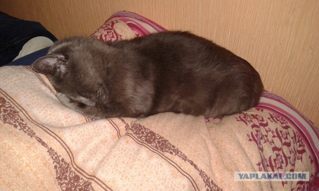 Котовторник 9.12.2014