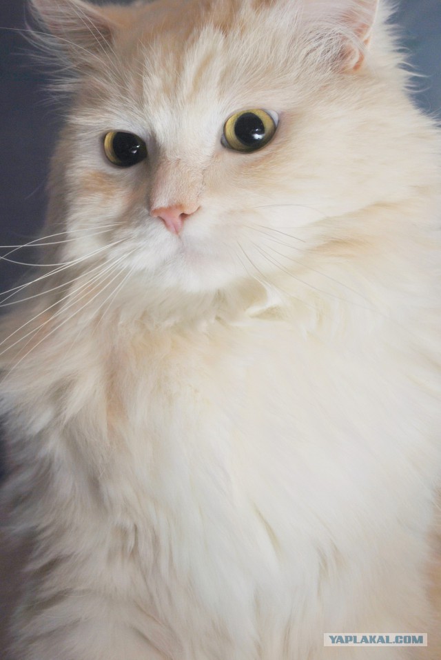Моим котам