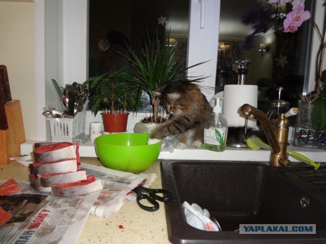 Котики в цветах!