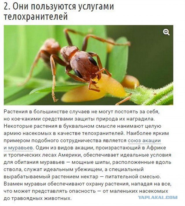 10 странных вещей, которые умеют делать деревья