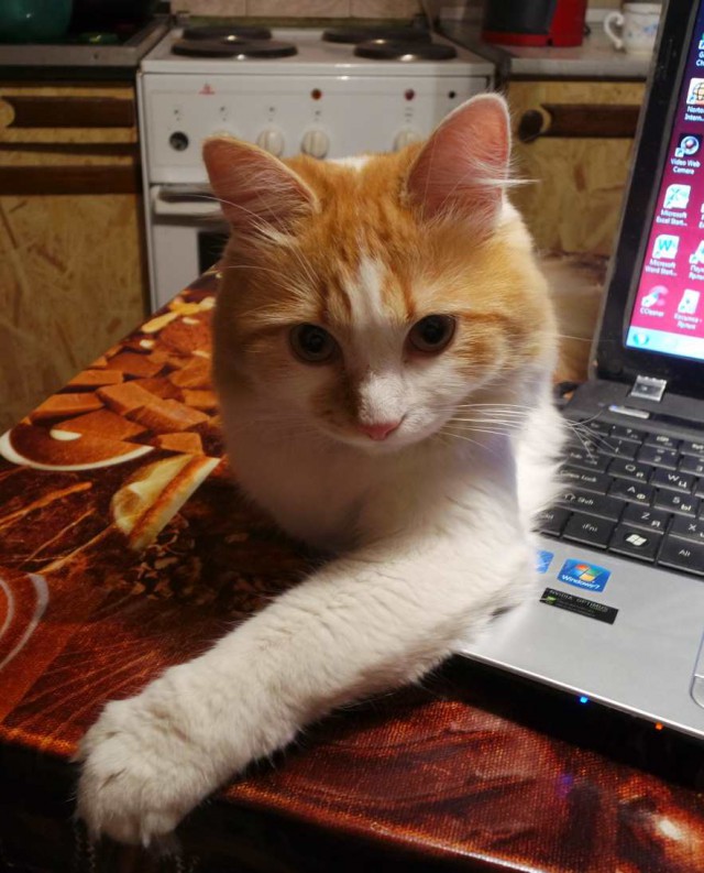 Котовторник наступил!:)