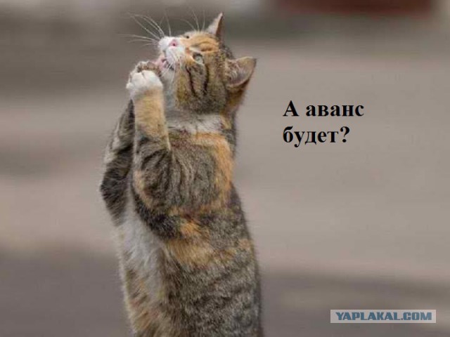 Забавные коты, ведущие себя как офисные работники