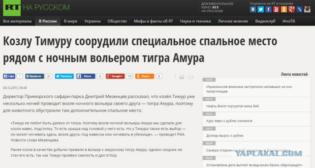Тигр Амур все-таки съел козла Тимура...