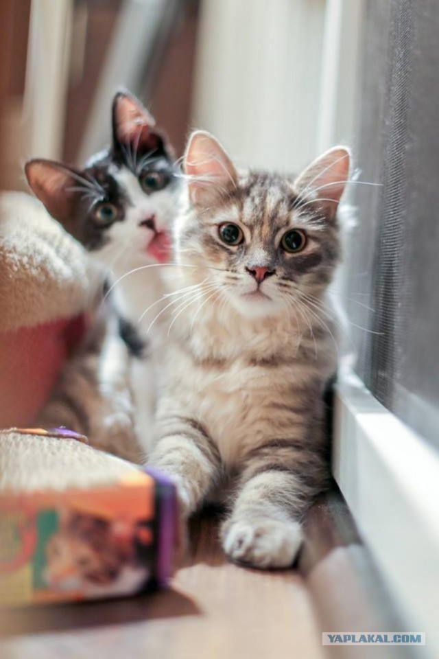 Котовторник