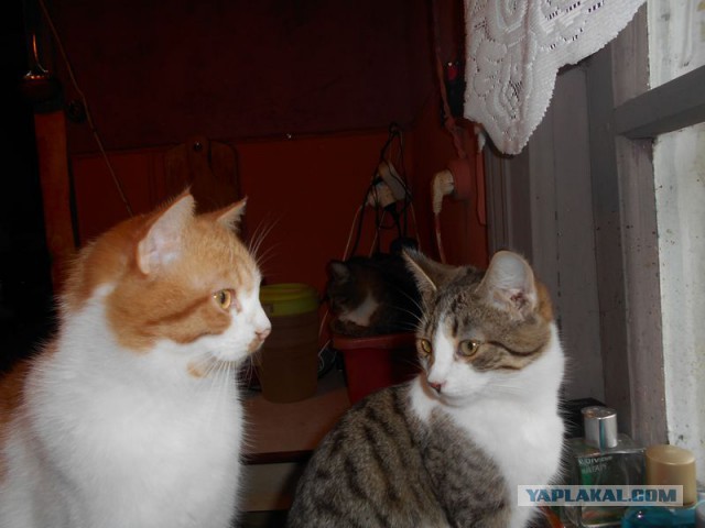 Жизнь домашнего приюта для котеек 107