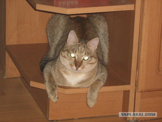 25 котят, которые так быстро выросли