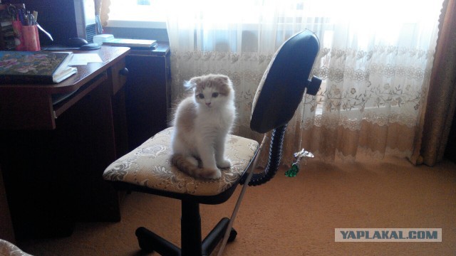 Прибавление в хозяйстве