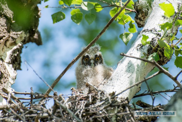 Наблюдение за гнездом ушастой совы