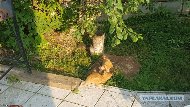 Котовторник 26.07 2016