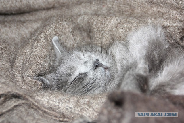 Невероятная кошка Алиса с шерсткой цвета мрамора