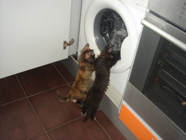 Коты из сети