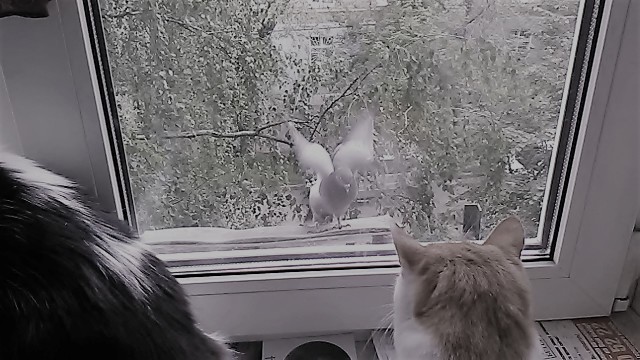 Котовторник 11.07.2017
