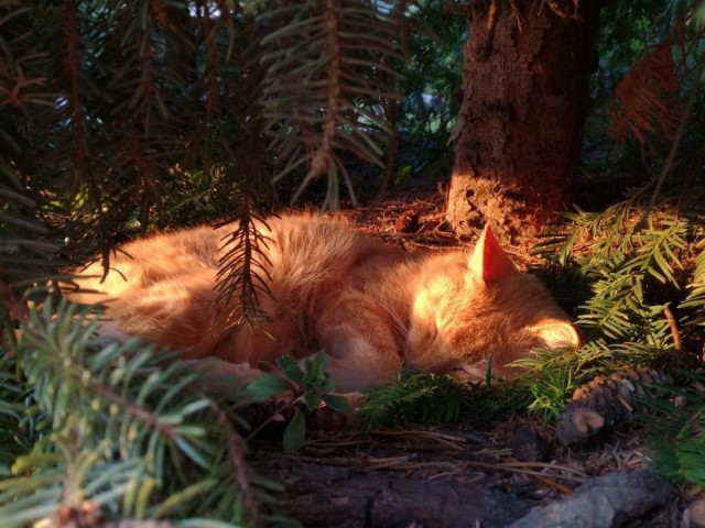 Коты и Кошки