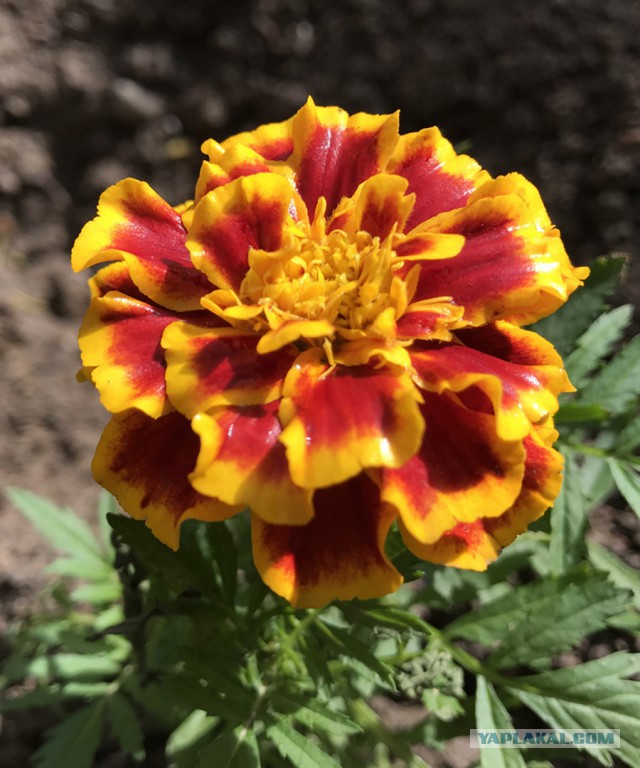 Пасхальный стол. Кулинары поздравляют!