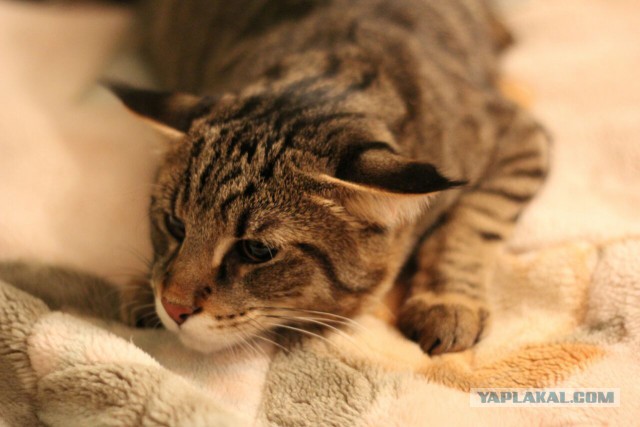 Котовторник ждали? А вот и он!