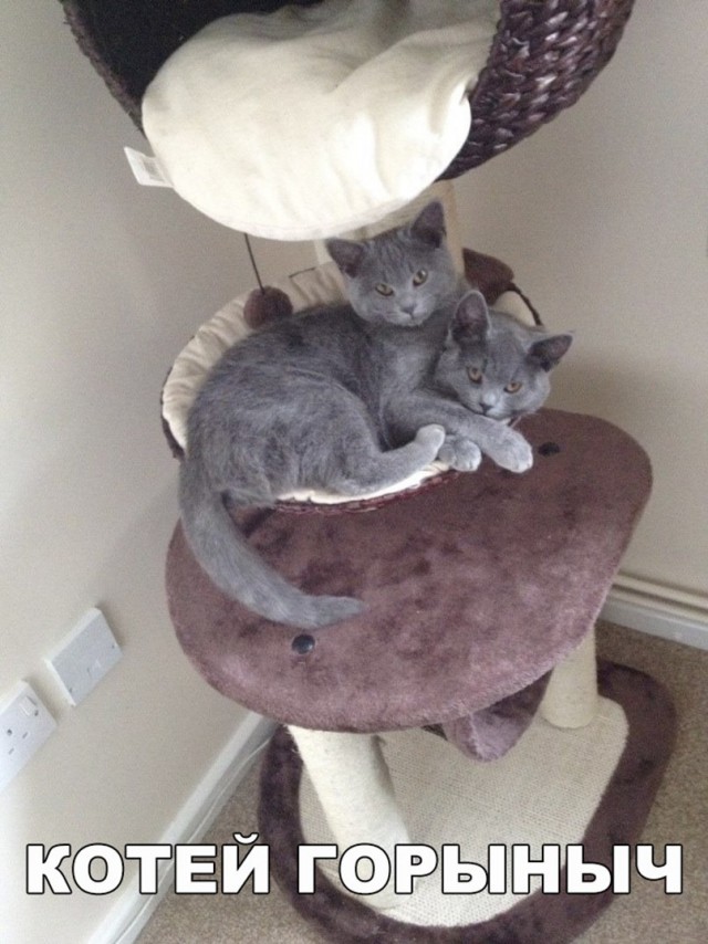 Кот без прикрас