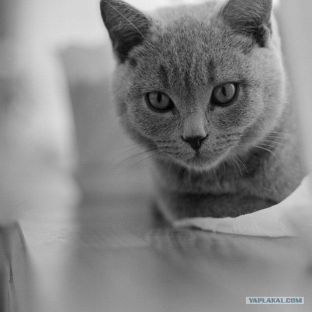 Котовторник на ЯПлакалъ