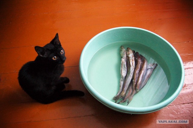 Котовторник на ЯПе (21.04.2009)