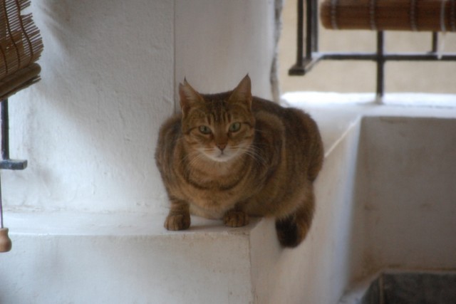 Котовторник в Египте