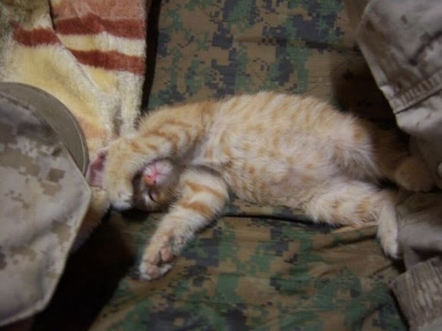 Трофейные котята
