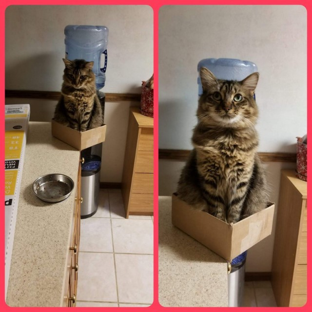 Прикольных котов пост