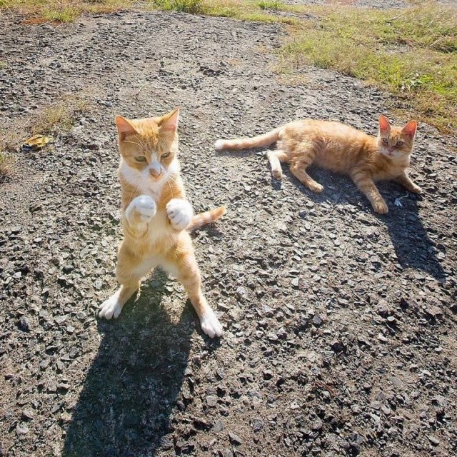 Прикольных котов пост