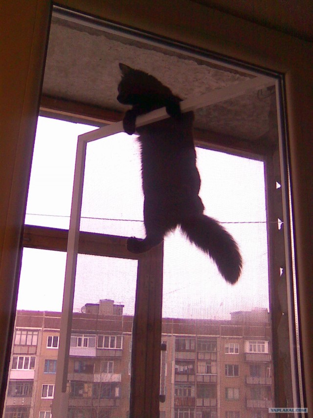 Котовторник!