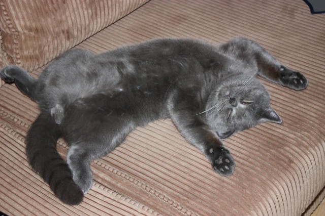 Котовторник 1.11.11