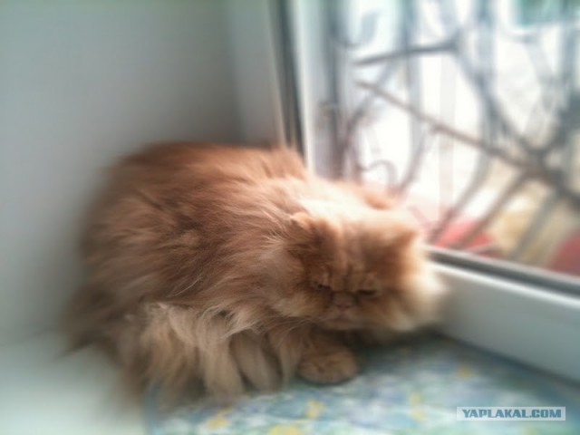 Котовторник (10.01.2012)