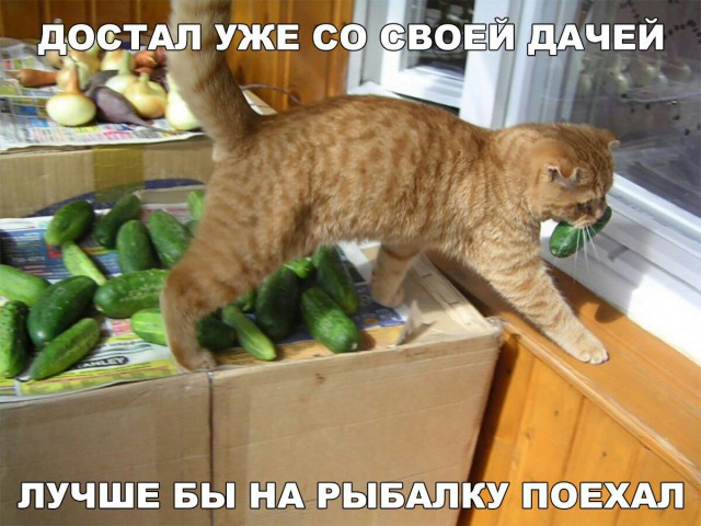 Калейдоскоп картинок