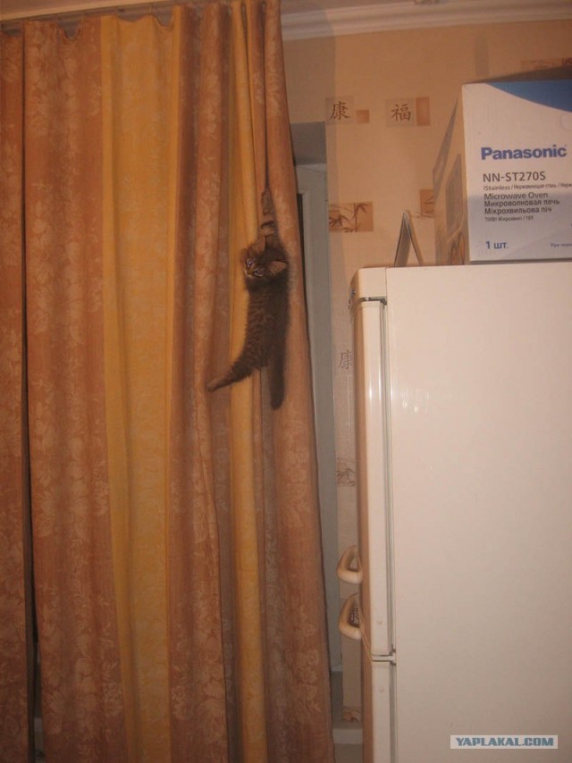 Котовторник (24. 01. 2012 )