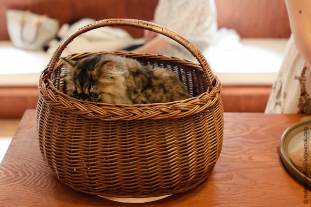 Кошачье кафе в Осаке