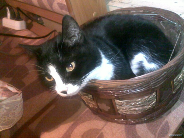 Котовторник 1 мая 2012