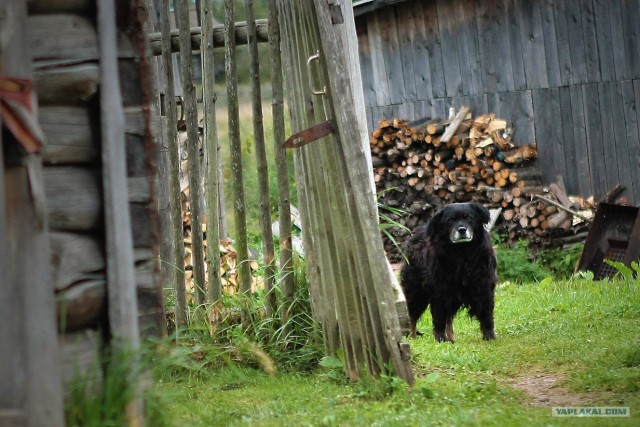 Девочка и ее кот