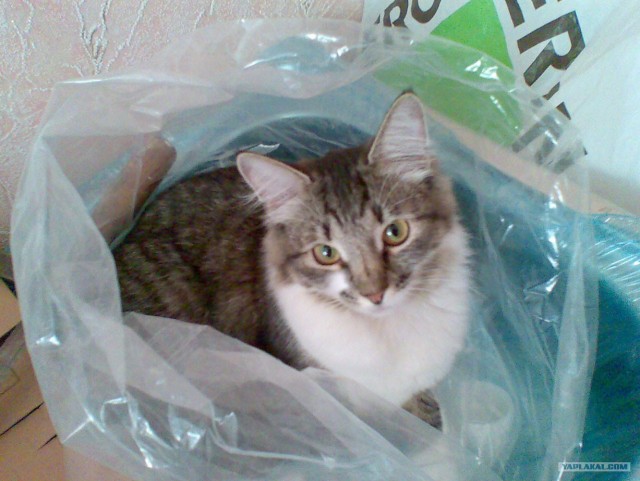 Котовторник 07.08.2012