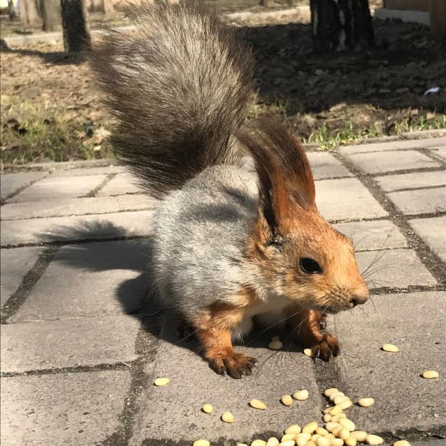 Живность из сети