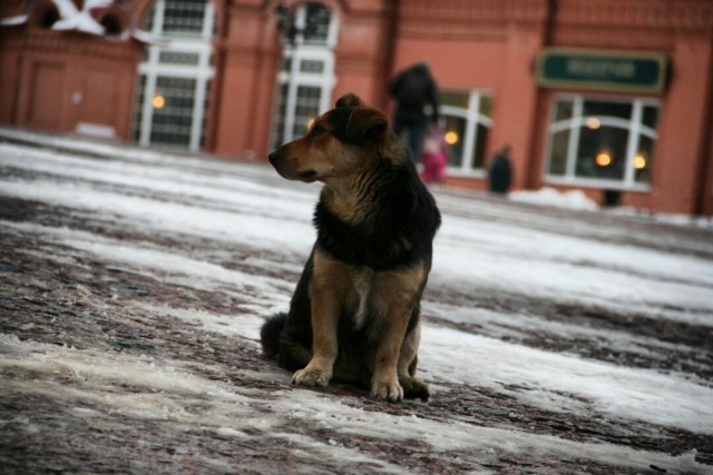 Живность из сети