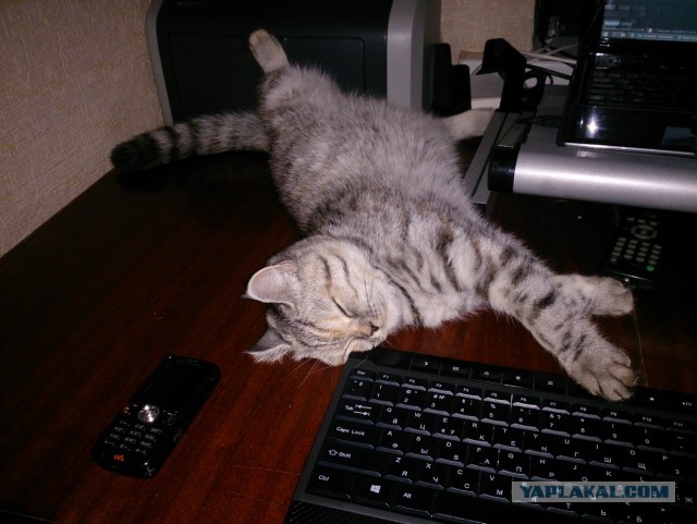 Кошки и компьютеры