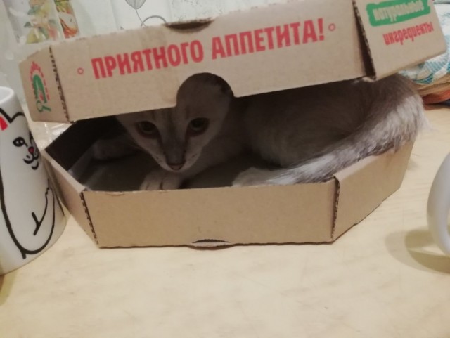 Забавные картинки с котами из сети