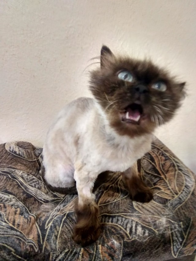 Коты из сети