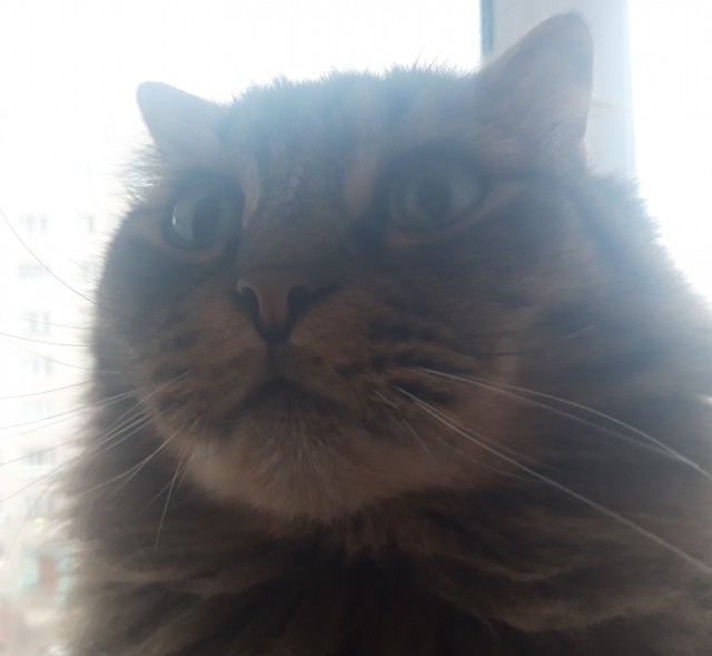 ̶К̶о̶р̶о̶н̶  Котовторник!