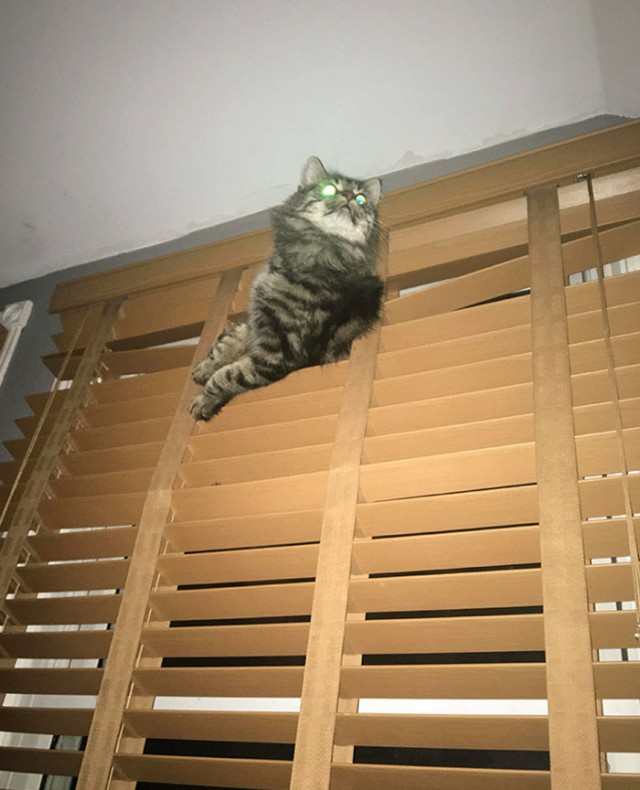 Фотографии, которые доказывают, что кошки самые большие сволочи