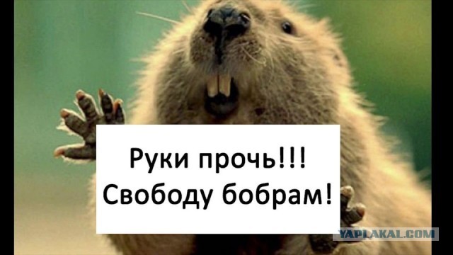 На ком нынче женятся нормальные мужчины