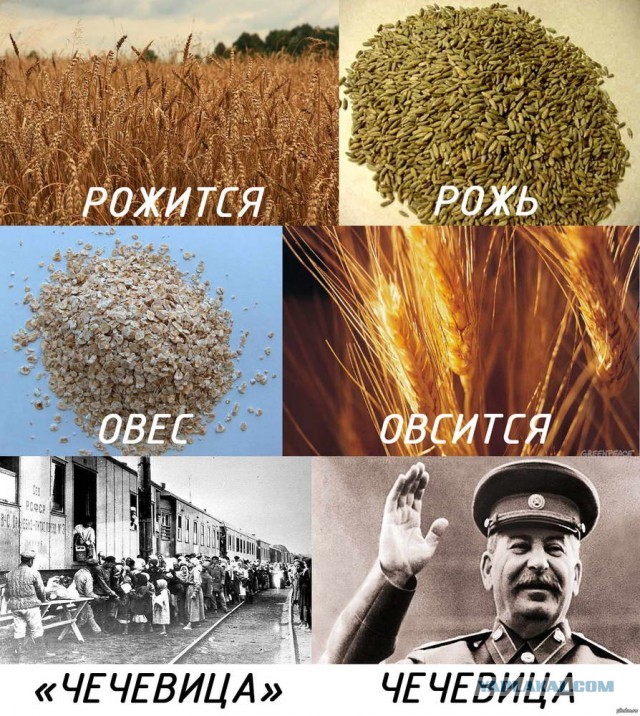 Миф о несправедливости выселения чеченцев и ингушей в 1944 году