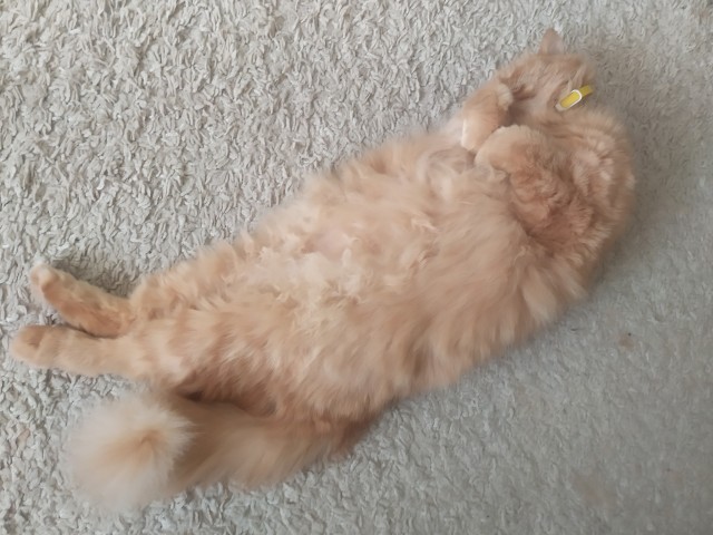 Котовторник!