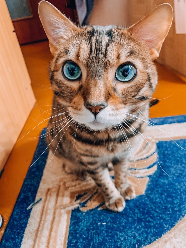 Вторник. Кото-вторник...