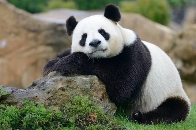 В Норвегии Александр поймал 35 русских лососей, которые могут стать угрозой для норвежских нерестовых рек